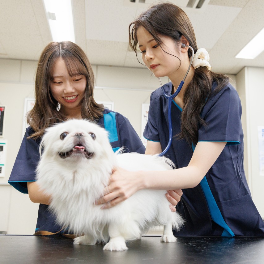 専門学校日本動物２１