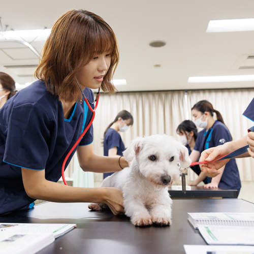 名古屋動物専門学校1