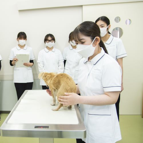 群馬動物専門学校4