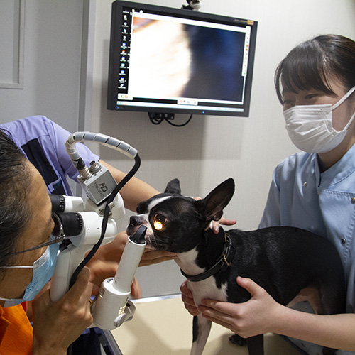 ヤマザキ動物看護専門職短期大学の写真