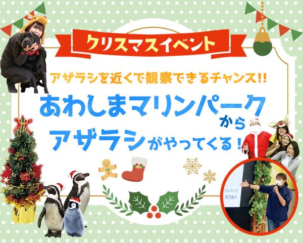 X’masスペシャル！あわしまマリンパークからアザラシがやってくる！／ＴＣＡ東京ＥＣＯ動物海洋専門学校