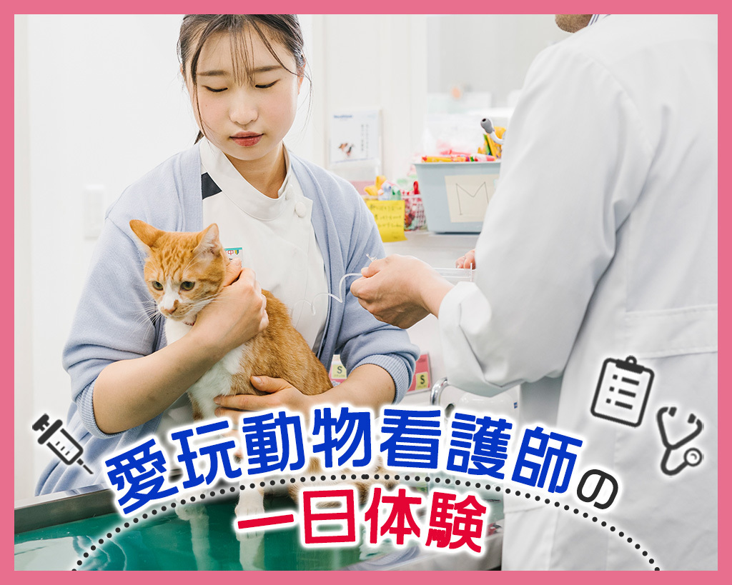 愛玩動物看護師の一日体験／ＴＣＡ東京ＥＣＯ動物海洋専門学校