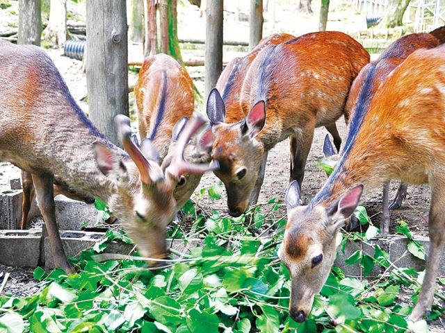 デッサン用のモデルとして、動植物がキャンパス内にはたくさん。鹿や鶏、孔雀の前では学生がデッサンする姿がよく見られます。