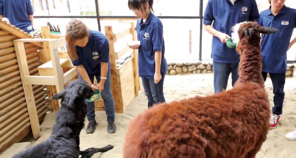 飼育実習室の動物たち