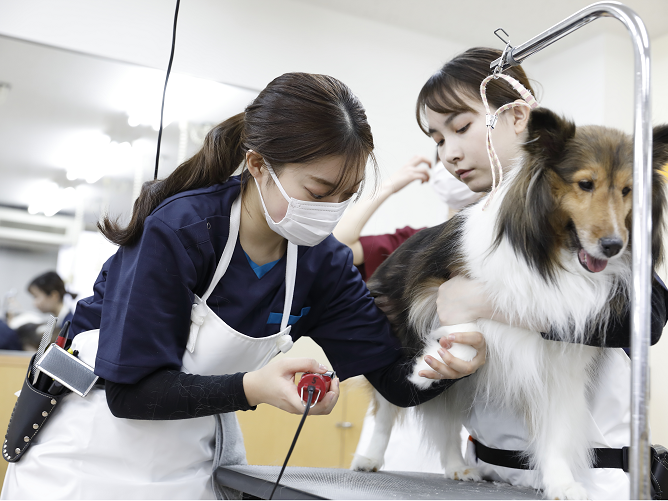 吉田学園動物看護専門学校の講師